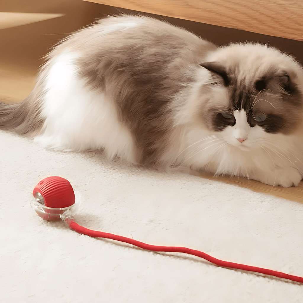 ZoomBall - Kattenspeelgoed Interactief Automatisch USB Oplaadbaar - Mivero